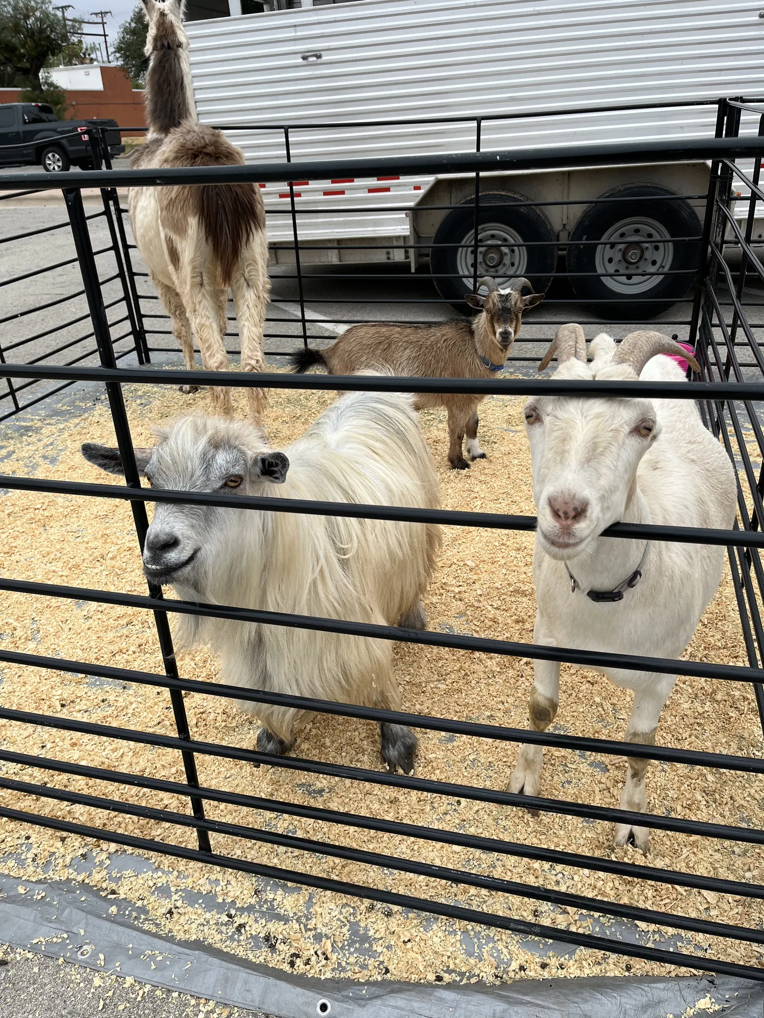 Goats and a llama in a petting zoo pen at a company family fun day