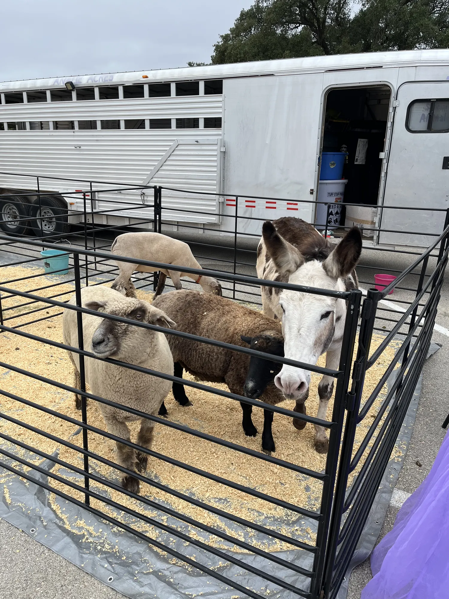 Sheep and a donkey in a petting zoo pen beside a livestock trailer at a company family day