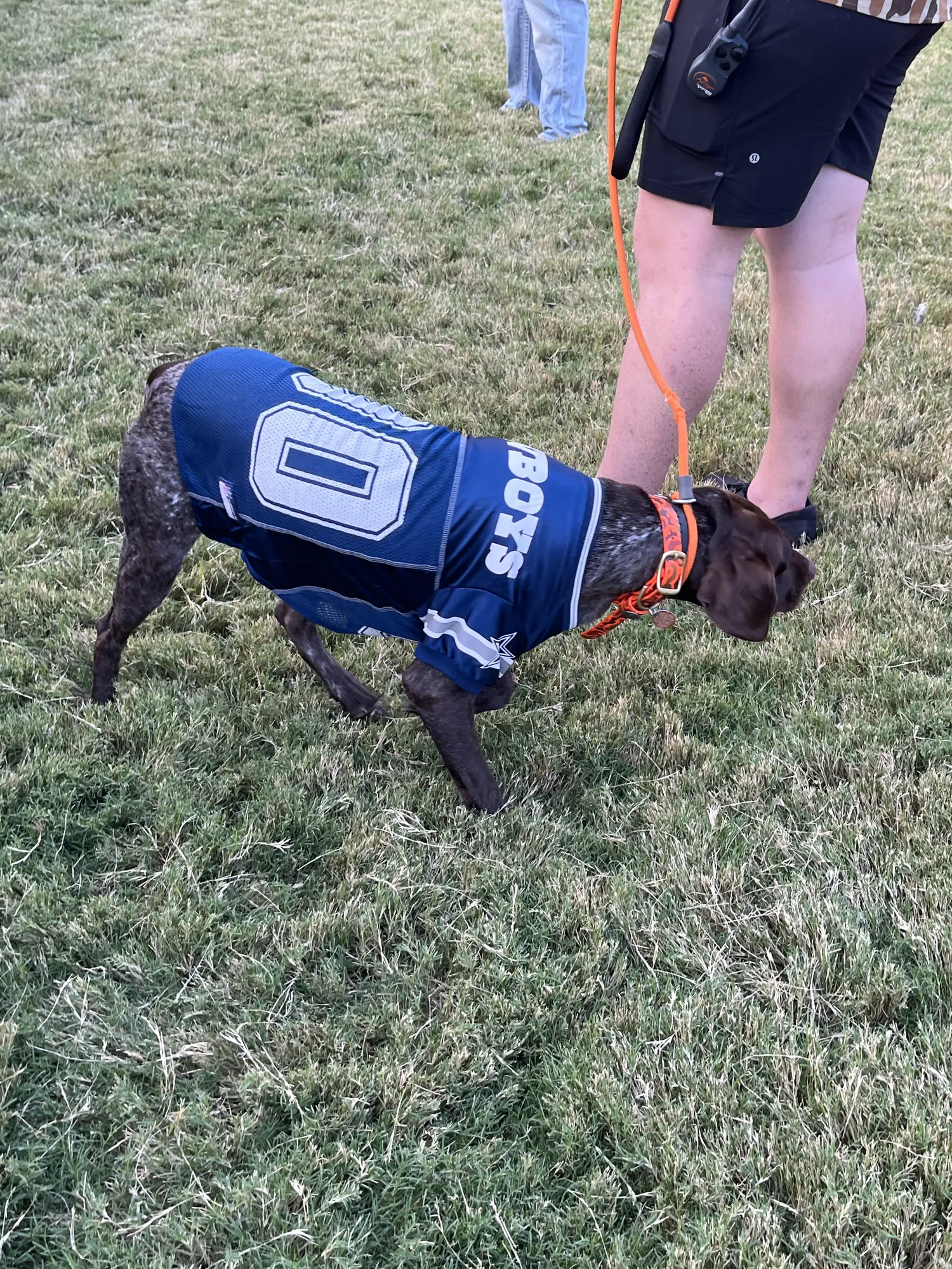 A dog wearing a football jersey on the lawn