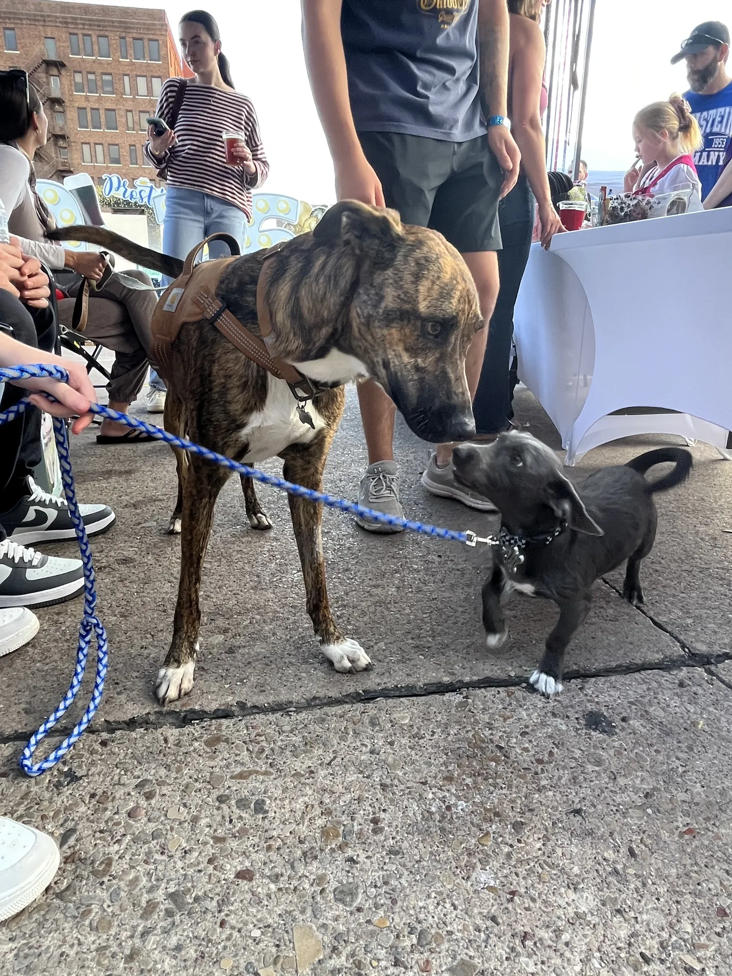 Two dogs on leashes sniffing hello in the crowd